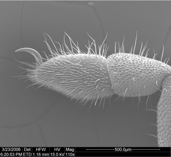 Media type: image;   Invertebrate Zoology 134693